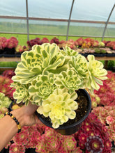 Load image into Gallery viewer, Aeonium Variegated Green Emerald - April Farm/Rare Succulent