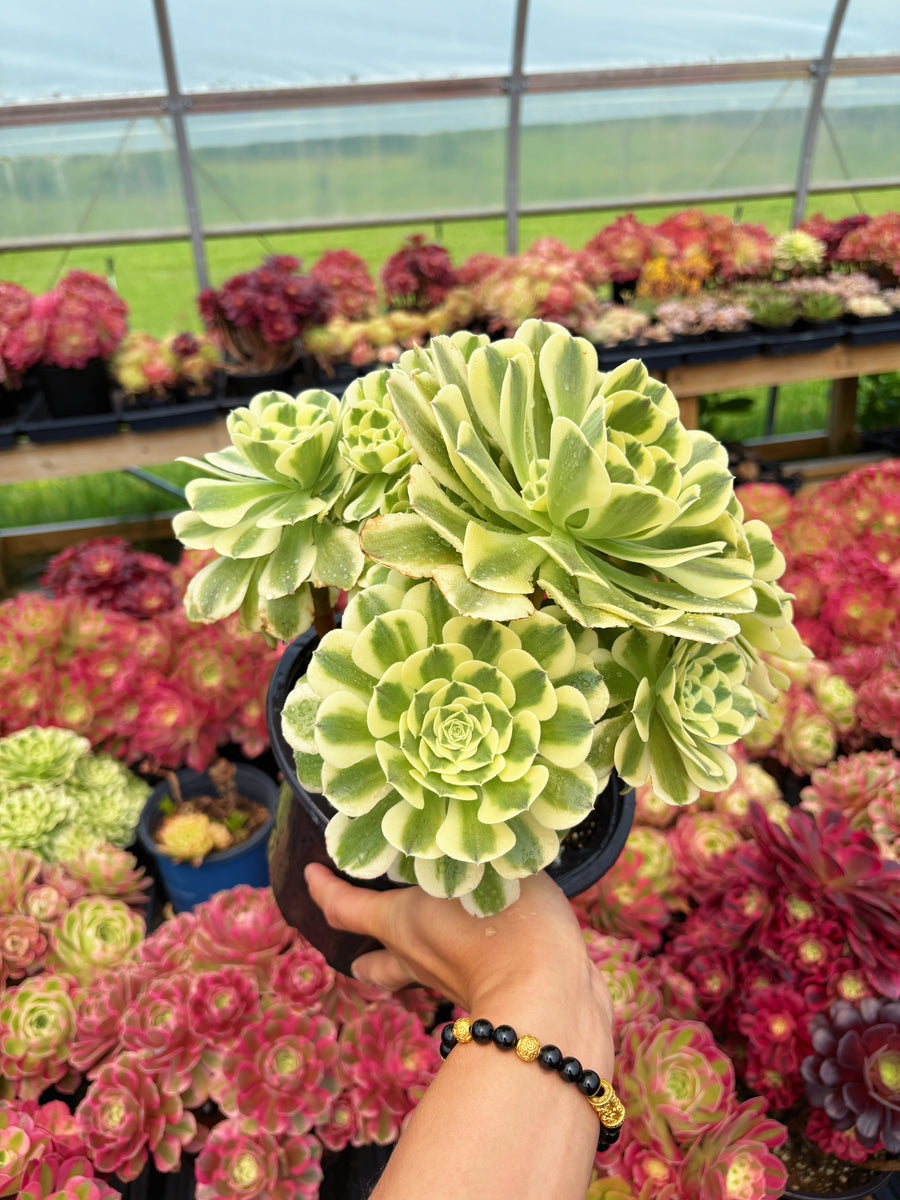 varigated succulent Aeonium Variegated Green Emerald