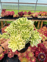Load image into Gallery viewer, Aeonium Variegated Green Emerald - April Farm/Rare Succulent
