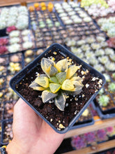 Load image into Gallery viewer, Haworthia Variegated Comptoniana (1) - April Farm/Rare Succulent
