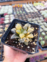 Load image into Gallery viewer, Haworthia Variegated Comptoniana (1) - April Farm/Rare Succulent