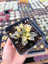 Load image into Gallery viewer, Haworthia Variegated Comptoniana (1) - April Farm/Rare Succulent