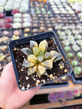 Load image into Gallery viewer, Haworthia Variegated Comptoniana (1) - April Farm/Rare Succulent