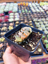 Load image into Gallery viewer, Haworthia Variegated Orange Peek Truncata (1) - April Farm/Rare Succulent