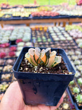 Load image into Gallery viewer, Haworthia Variegated Orange Peek Truncata (1) - April Farm/Rare Succulent