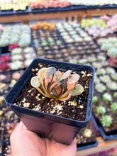 Load image into Gallery viewer, Haworthia Variegated Orange Peek Truncata (1) - April Farm/Rare Succulent