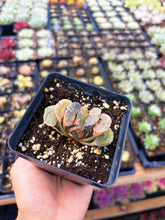 Load image into Gallery viewer, Haworthia Variegated Orange Peek Truncata (1) - April Farm/Rare Succulent