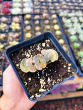 Load image into Gallery viewer, Haworthia Variegated Orange Peek Truncata (1) - April Farm/Rare Succulent