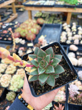 Load image into Gallery viewer, Echeveria 'Monocerotis' variegated (2) - April Farm/Rare Succulent
