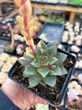 Load image into Gallery viewer, Echeveria 'Monocerotis' variegated (2) - April Farm/Rare Succulent