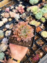 Load image into Gallery viewer, Haworthia Obtuse cv. 'Blue Mirror' Large Cluster (1) - April Farm/Rare Succulent