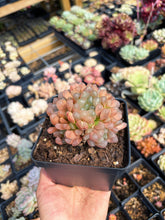 Load image into Gallery viewer, Haworthia Obtuse cv. 'Blue Mirror' Large Cluster (1) - April Farm/Rare Succulent