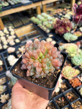 Load image into Gallery viewer, Haworthia Obtuse cv. 'Blue Mirror' Large Cluster (1) - April Farm/Rare Succulent