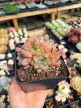 Load image into Gallery viewer, Haworthia Obtuse cv. 'Blue Mirror' Large Cluster (1) - April Farm/Rare Succulent