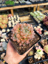 Load image into Gallery viewer, Haworthia Obtuse cv. 'Blue Mirror' Large Cluster (1) - April Farm/Rare Succulent