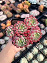 Load image into Gallery viewer, Echeveria "Blue Elf" aka "Blue Apple" (cluster may fall apart)- April Farm/Rare Succulents