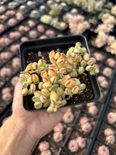 Load image into Gallery viewer, Cotyledon pendens - April Farm/Rare Succulents