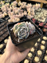 Load image into Gallery viewer, Echeveria Elegans 'Blue Wonders' - April Farm/Rare Succulents
