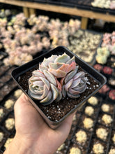 Load image into Gallery viewer, Echeveria Elegans 'Blue Wonders' - April Farm/Rare Succulents