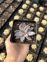 Load image into Gallery viewer, Echeveria unguiculata - April Farm/Rare Succulents