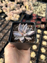 Load image into Gallery viewer, Echeveria unguiculata - April Farm/Rare Succulents
