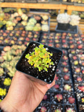 Load image into Gallery viewer, Drosanthemum Sugar Ball - April Farm/Rare Succulent