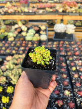 Load image into Gallery viewer, Drosanthemum Sugar Ball - April Farm/Rare Succulent