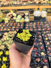 Load image into Gallery viewer, Drosanthemum Sugar Ball - April Farm/Rare Succulent