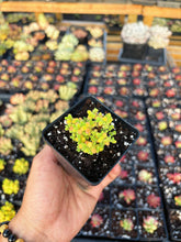 Load image into Gallery viewer, Drosanthemum Sugar Ball - April Farm/Rare Succulent