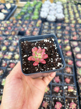 Load image into Gallery viewer, Sedum Variegated Rubrotinctum 'Aurora' Cutting - April Farm/Rare Succulent