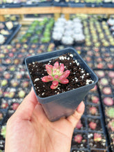 Load image into Gallery viewer, Sedum Variegated Rubrotinctum 'Aurora' Cutting - April Farm/Rare Succulent