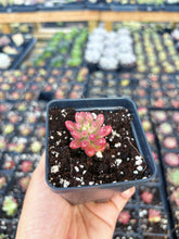 Load image into Gallery viewer, Sedum Variegated Rubrotinctum 'Aurora' Cutting - April Farm/Rare Succulent