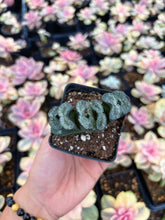 Load image into Gallery viewer, Haworthia Truncata Atsumori - April Farm/Rare Succulent