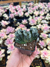 Load image into Gallery viewer, Haworthia Truncata Atsumori - April Farm/Rare Succulent
