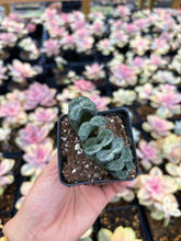 Load image into Gallery viewer, Haworthia Truncata Atsumori - April Farm/Rare Succulent