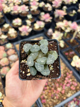 Load image into Gallery viewer, Haworthia Maughanii Flower Rhombus - April Farm/Rare Succulent