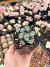 Load image into Gallery viewer, Haworthia Maughanii Flower Rhombus - April Farm/Rare Succulent