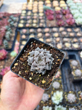 Load image into Gallery viewer, Haworthia Red Rock - April Farm/Rare Succulent