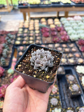 Load image into Gallery viewer, Haworthia Red Rock - April Farm/Rare Succulent