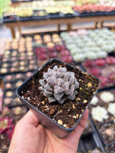 Load image into Gallery viewer, Haworthia Red Rock - April Farm/Rare Succulent