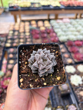 Load image into Gallery viewer, Haworthia Red Rock - April Farm/Rare Succulent