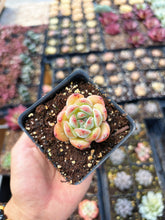 Load image into Gallery viewer, Echeveria Maple Fairy - April Farm/Rare Succulent