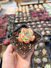 Load image into Gallery viewer, Echeveria Maple Fairy - April Farm/Rare Succulent