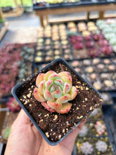 Load image into Gallery viewer, Echeveria Maple Fairy - April Farm/Rare Succulent