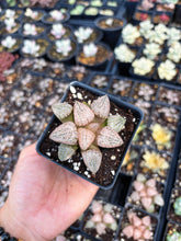 Load image into Gallery viewer, Haworthia Red Silver - April Farm/Rare Succulent