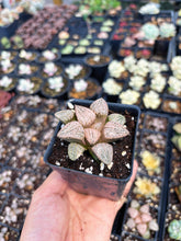 Load image into Gallery viewer, Haworthia Red Silver - April Farm/Rare Succulent