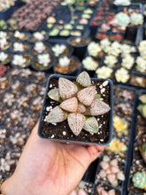 Load image into Gallery viewer, Haworthia Red Silver - April Farm/Rare Succulent