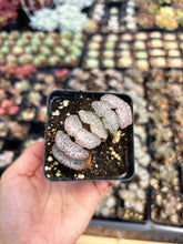 Load image into Gallery viewer, Haworthia Truncata Tiger Princess - April Farm/Rare Succulent