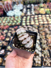 Load image into Gallery viewer, Haworthia Truncata Tiger Princess - April Farm/Rare Succulent