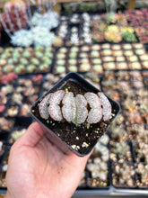 Load image into Gallery viewer, Haworthia Truncata Tiger Princess - April Farm/Rare Succulent